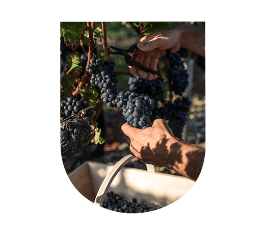 ©Château Calon Ségur